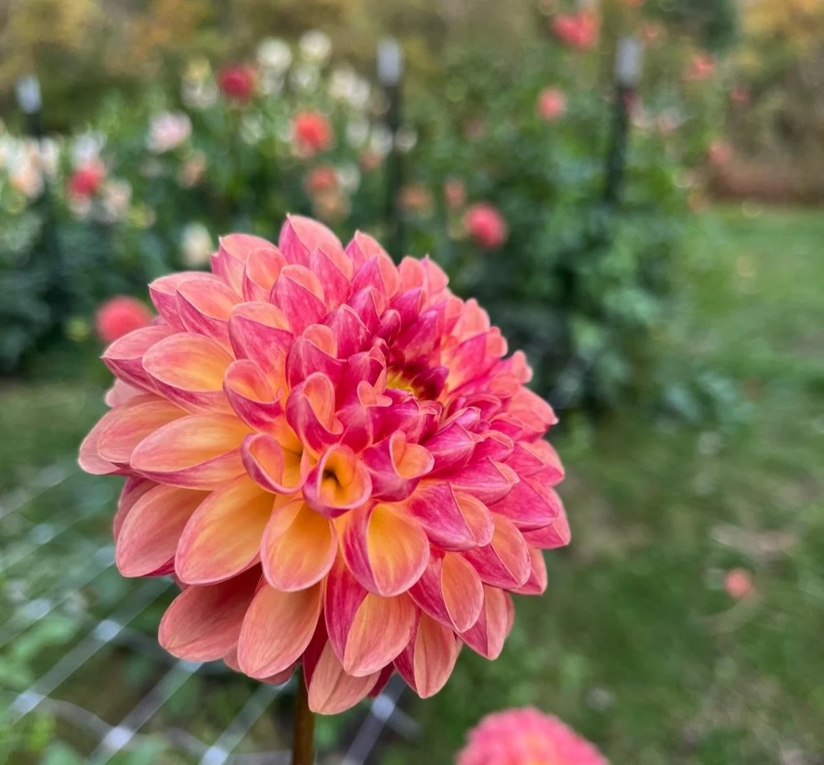 Growing Dahlias for Beginners — Waverly Flower Co.